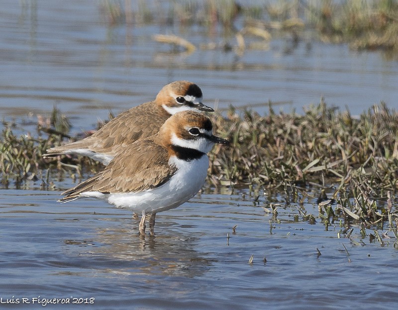 Collared Plover - ML204940331