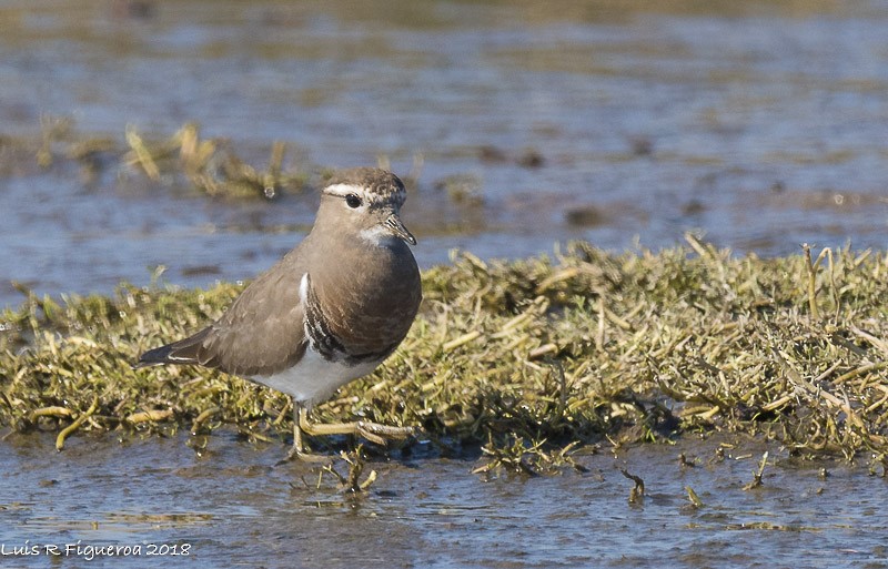 Rufous-chested Dotterel - ML204940341