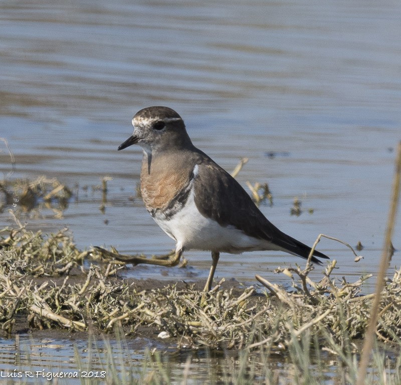 Rufous-chested Dotterel - ML204940351