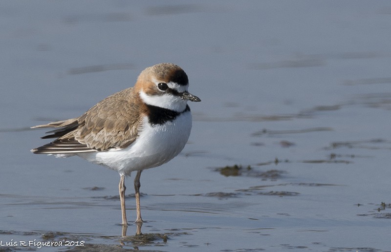Collared Plover - ML204940361