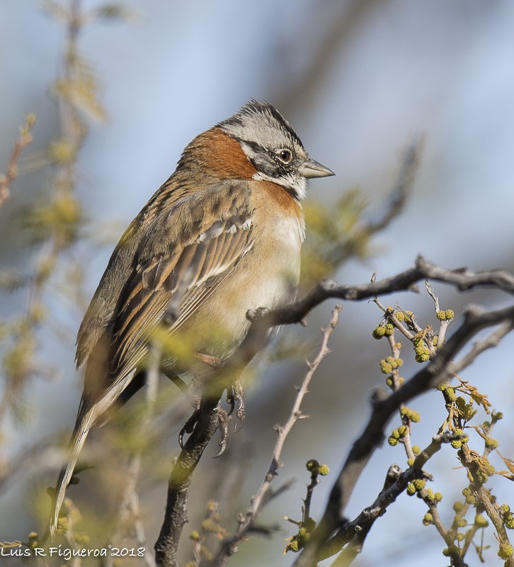 Rufous-collared Sparrow (Rufous-collared) - Luis R Figueroa