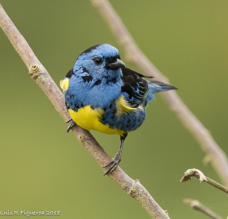 Turquoise Tanager - Luis R Figueroa