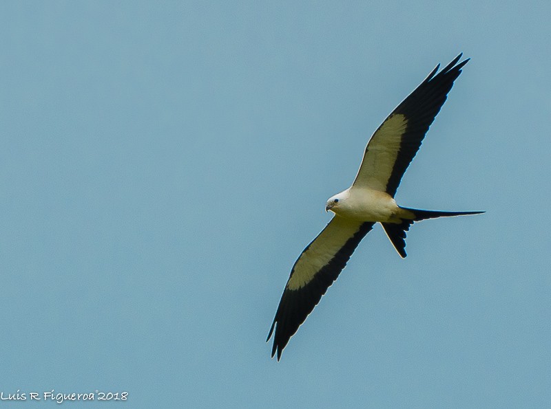 Swallow-tailed Kite - Luis R Figueroa