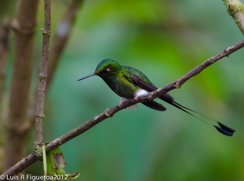 White-booted Racket-tail - Luis R Figueroa