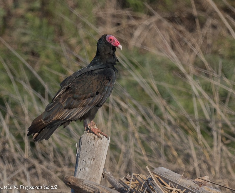Turkey Vulture (South Temperate) - ML204940861