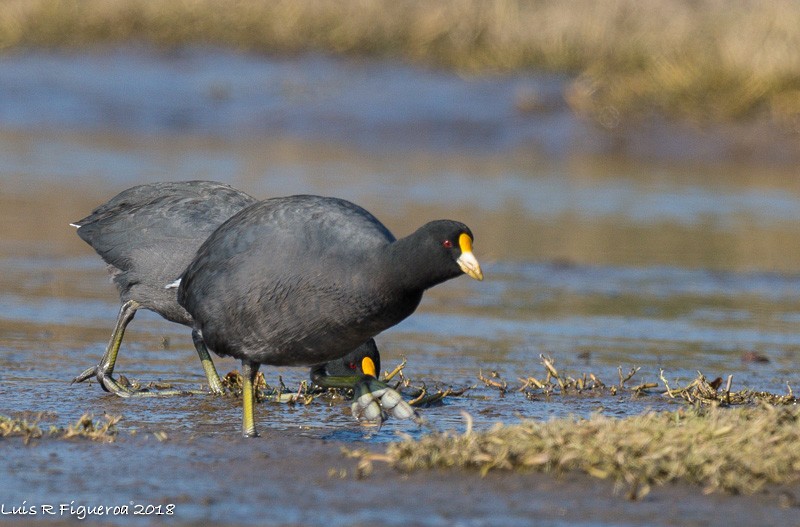 White-winged Coot - Luis R Figueroa