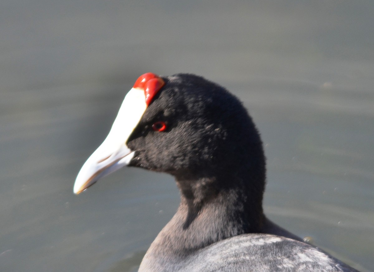 Red-knobbed Coot - ML204940941