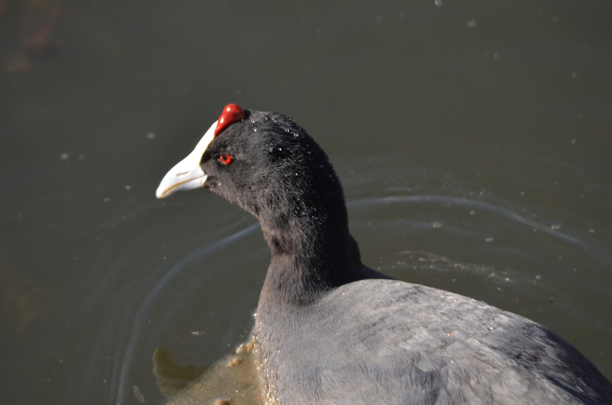 Red-knobbed Coot - ML204940951
