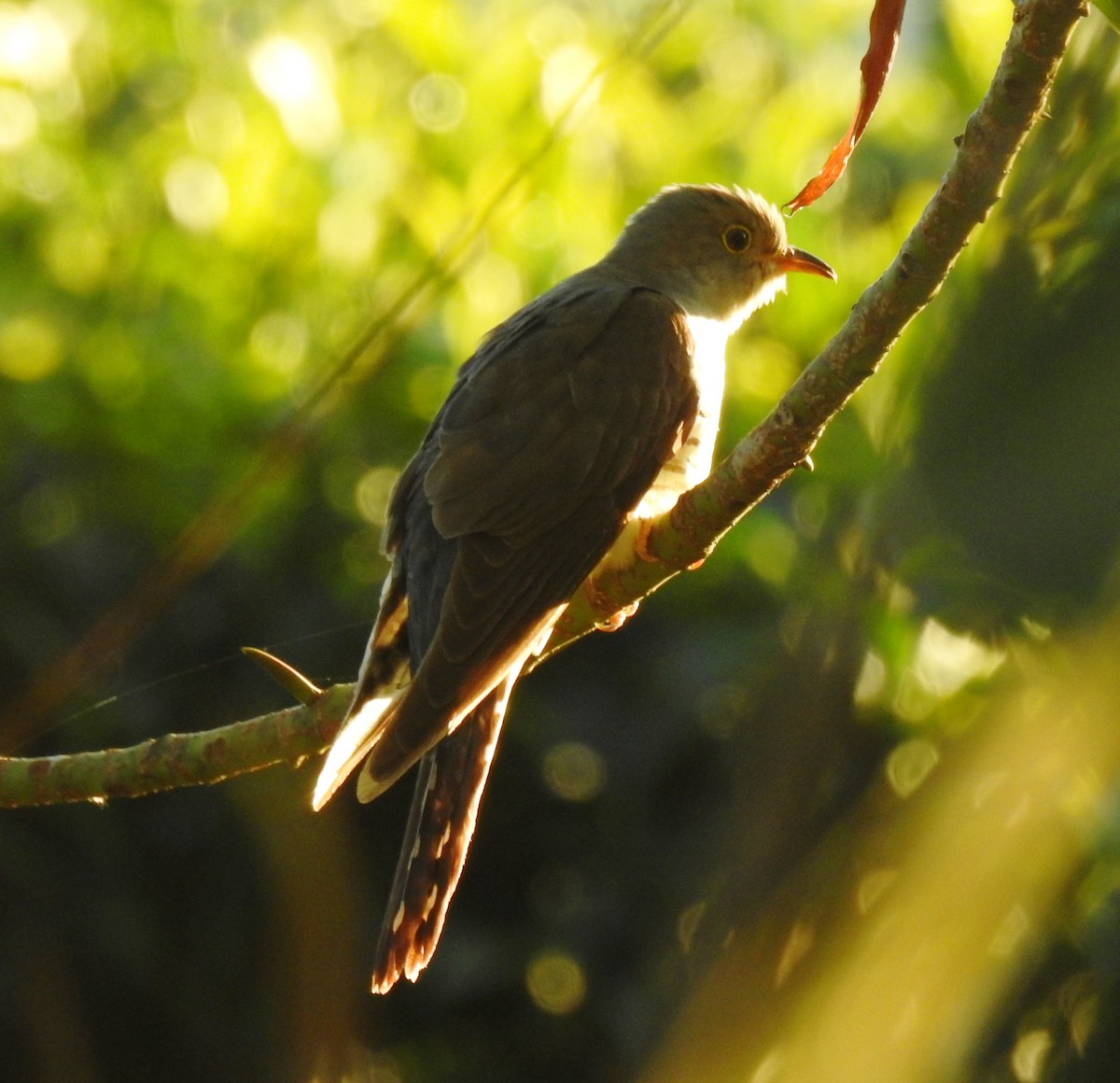 Indian Cuckoo - Gerhard Tauscher