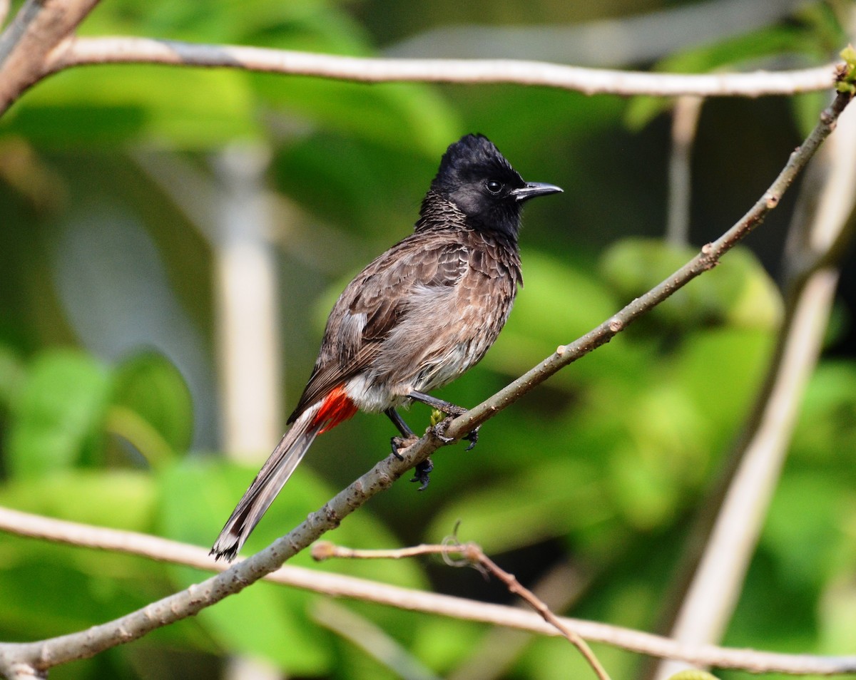 Red-vented Bulbul - ML204941041