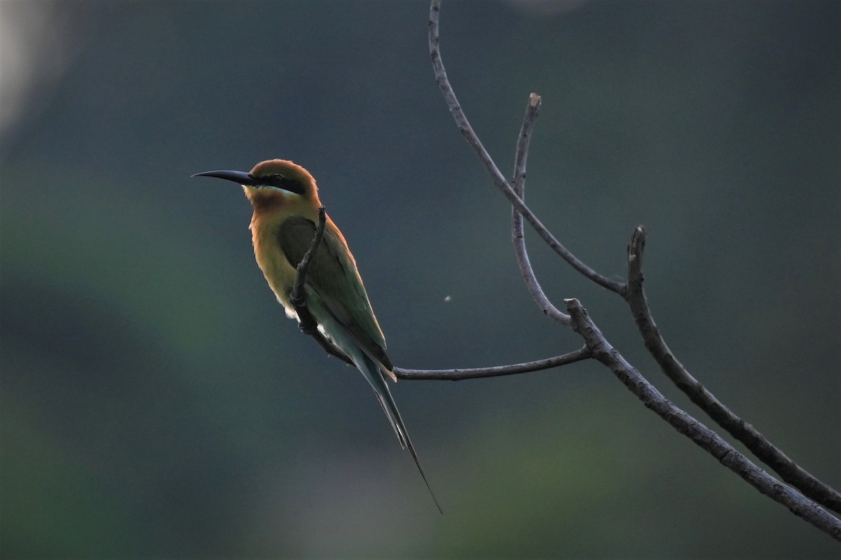 Blue-tailed Bee-eater - Gerhard Tauscher