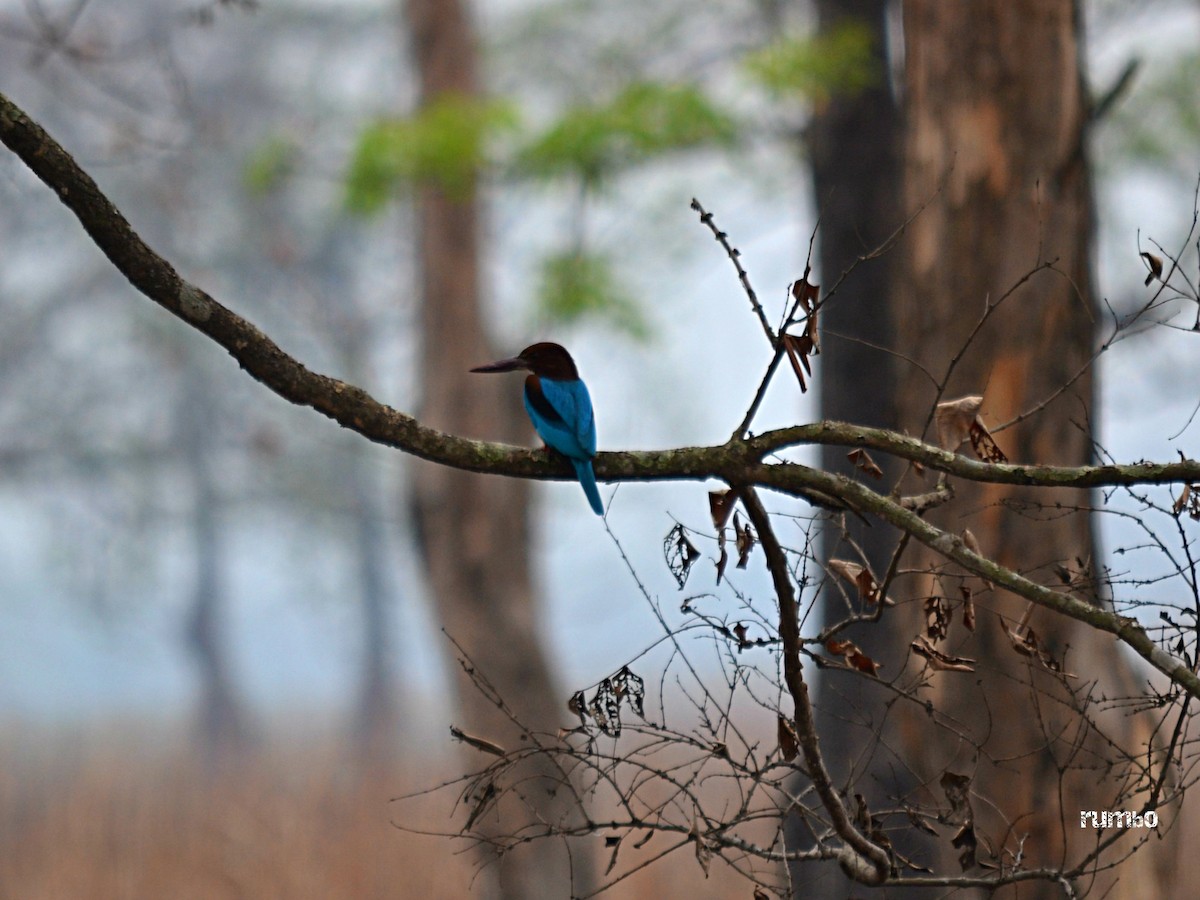 White-throated Kingfisher - raajas bhatt  with rajat bhatt
