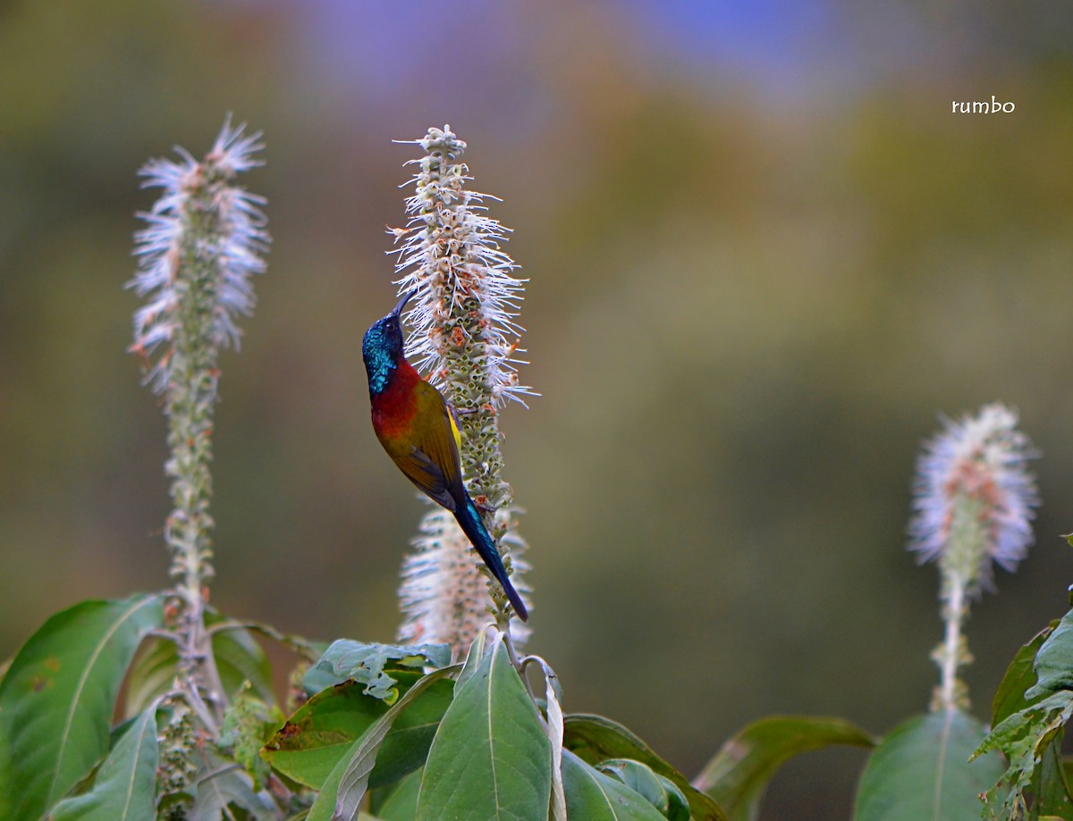 Green-tailed Sunbird - raajas bhatt  with rajat bhatt