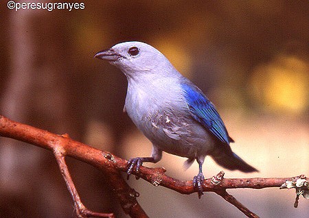 Blue-gray Tanager (Blue-gray) - Pere  Sugranyes