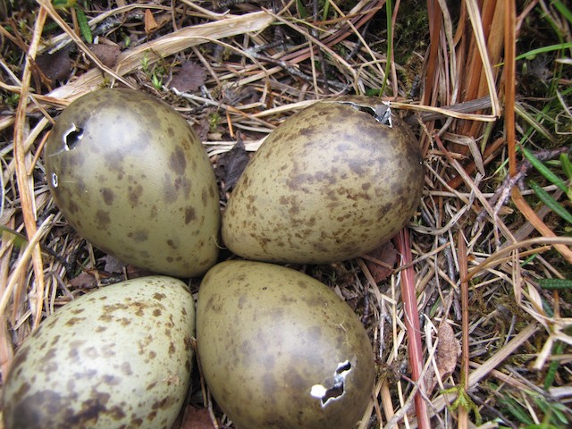 Chicks hatching. - Hudsonian Godwit - 