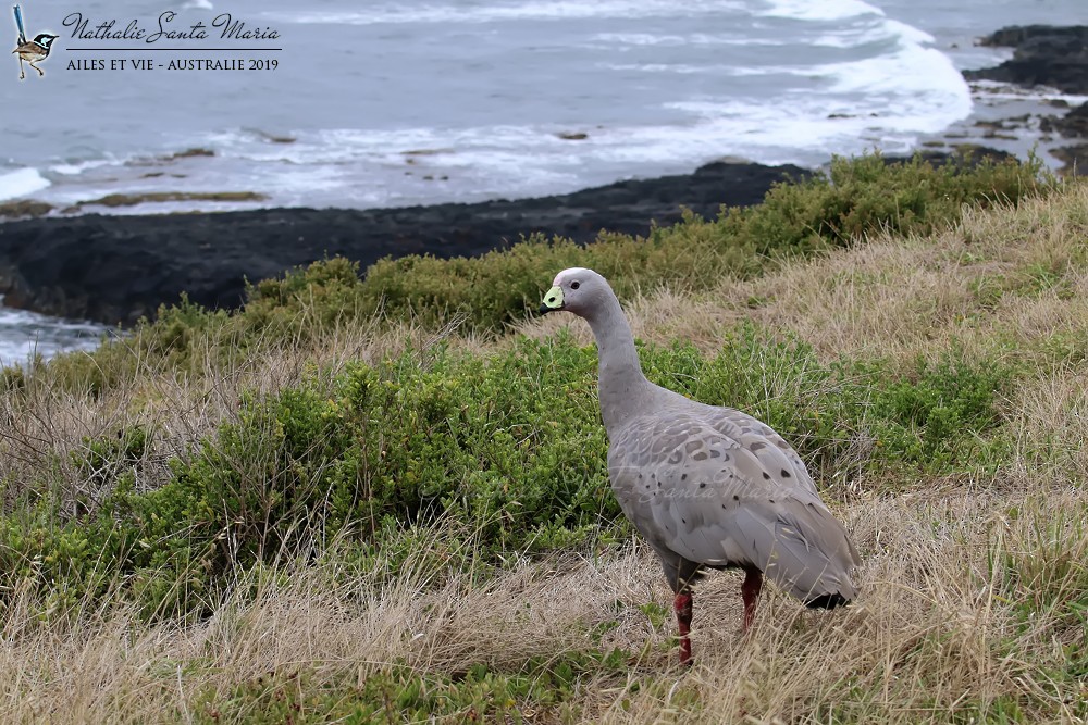 Cape Barren Goose - Nathalie SANTA MARIA