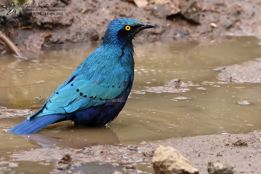 Greater Blue-eared Starling - ML204942171