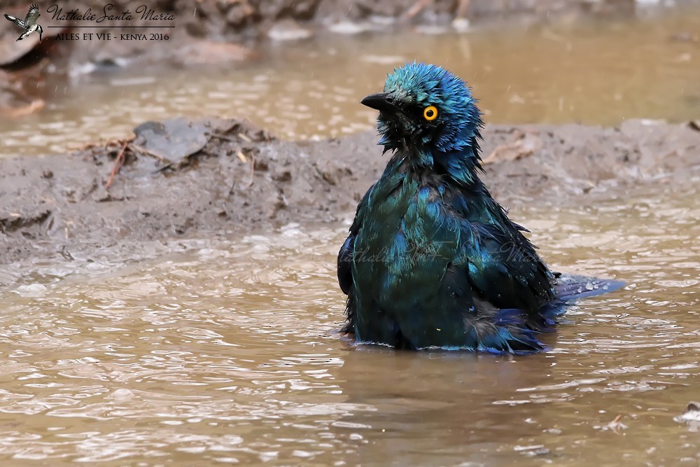 Greater Blue-eared Starling - ML204942181