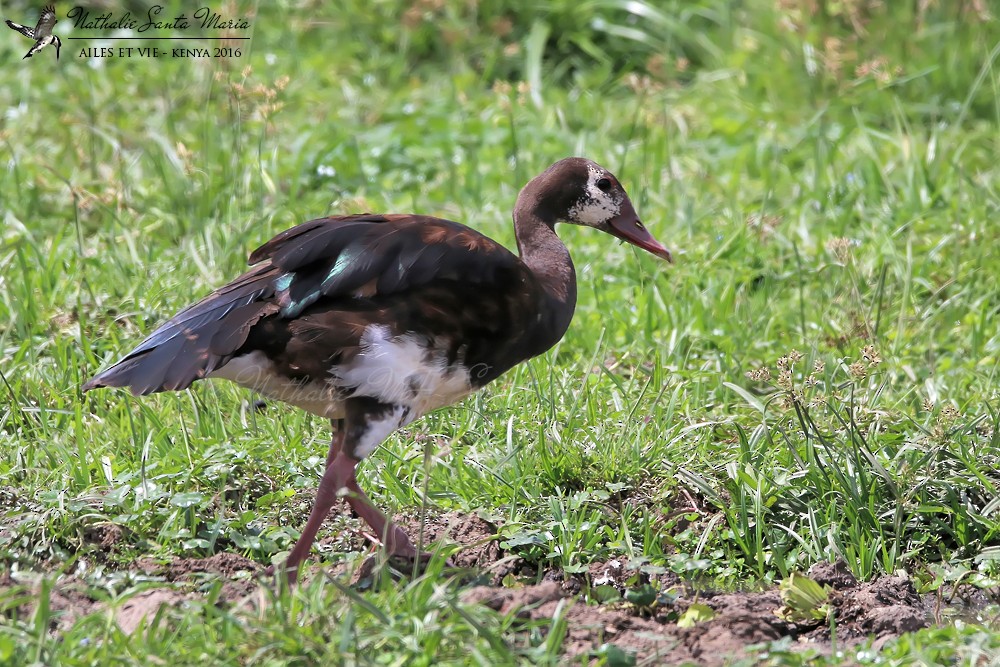 Spur-winged Goose (Northern) - ML204942211