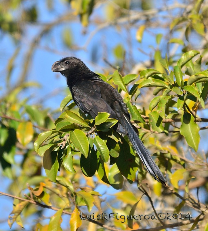 Smooth-billed Ani - Luis R Figueroa