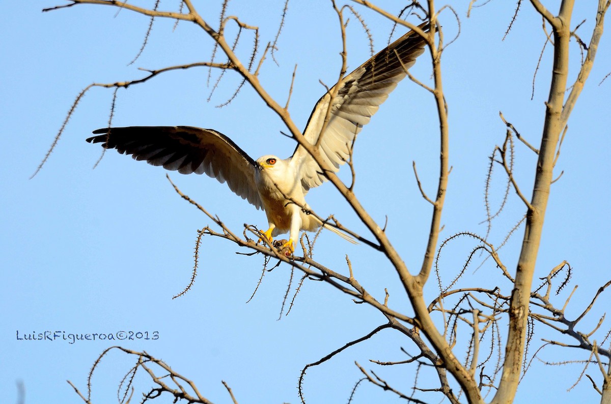 White-tailed Kite - Luis R Figueroa