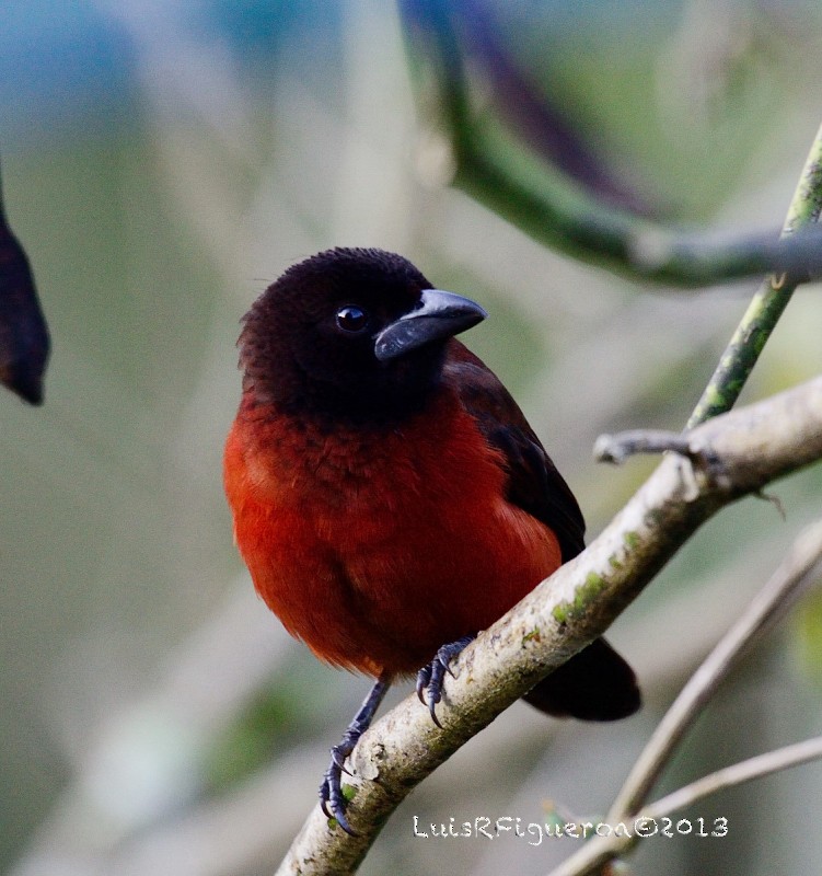 Crimson-backed Tanager - Luis R Figueroa