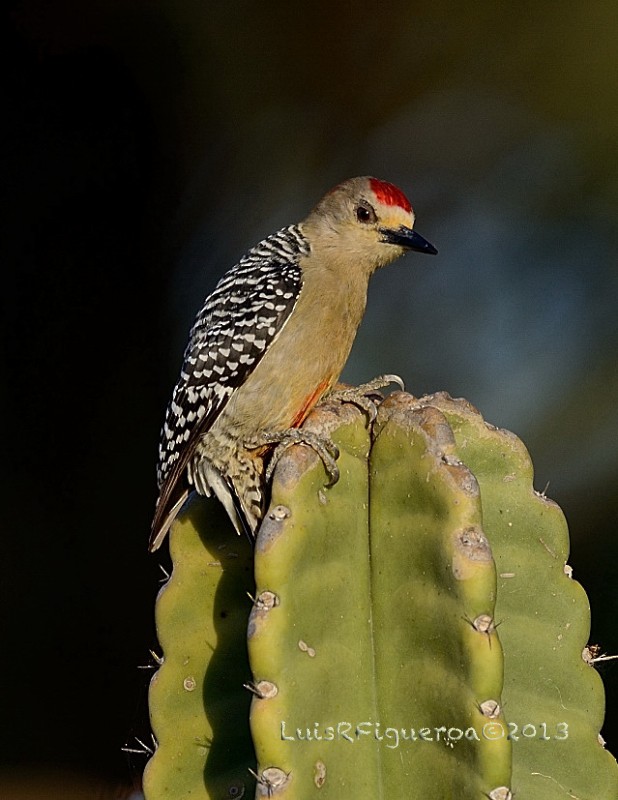 Red-crowned Woodpecker - Luis R Figueroa