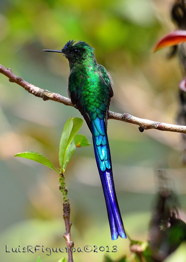 Long-tailed Sylph - ML204942651
