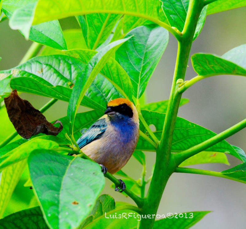 Burnished-buff Tanager (Rufous-crowned) - ML204942781