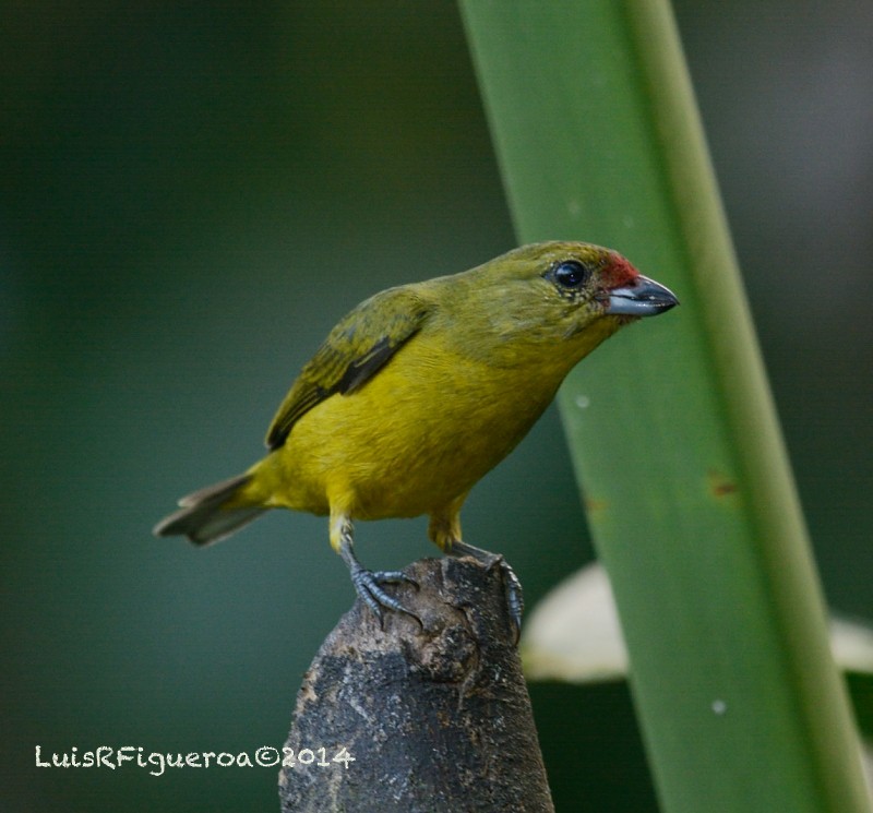 Thick-billed Euphonia - Luis R Figueroa