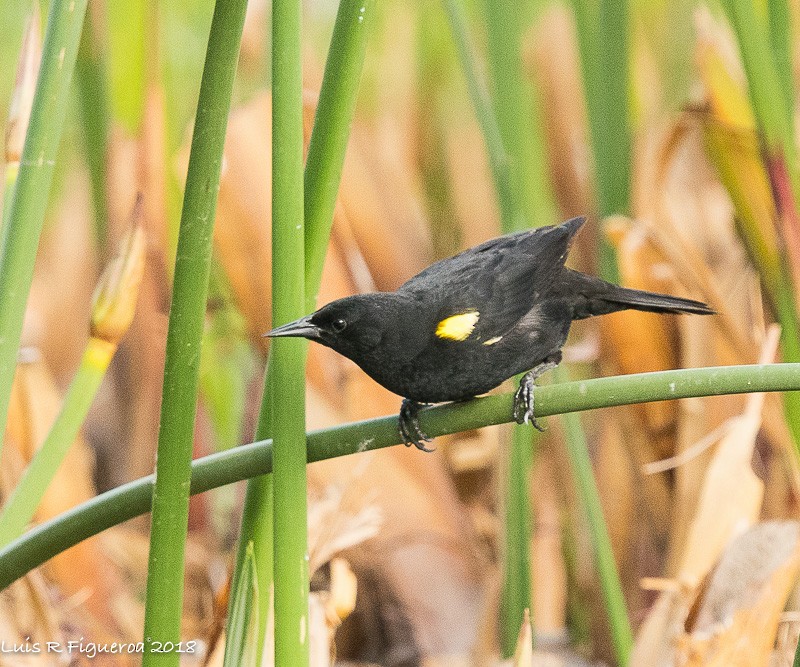 Yellow-winged Blackbird - Luis R Figueroa