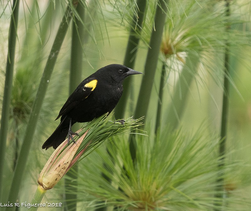 Yellow-winged Blackbird - Luis R Figueroa
