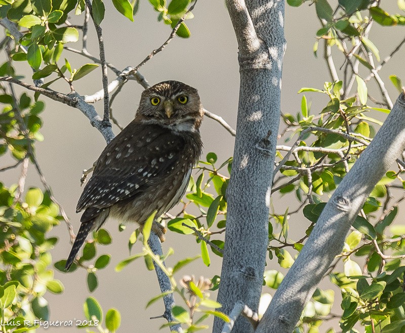 Austral Pygmy-Owl - Luis R Figueroa