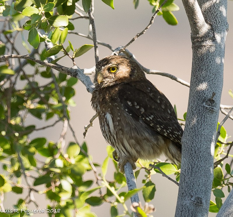 Austral Pygmy-Owl - Luis R Figueroa