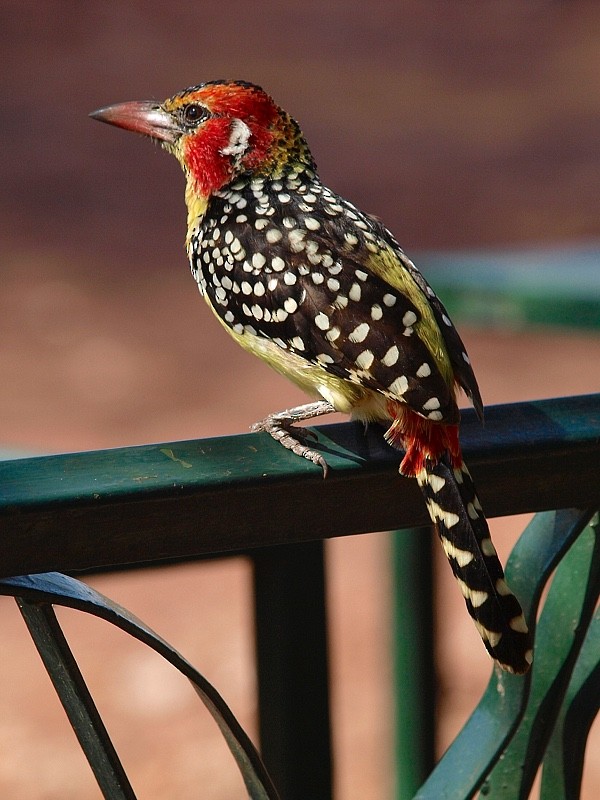 Red-and-yellow Barbet - ML204943451