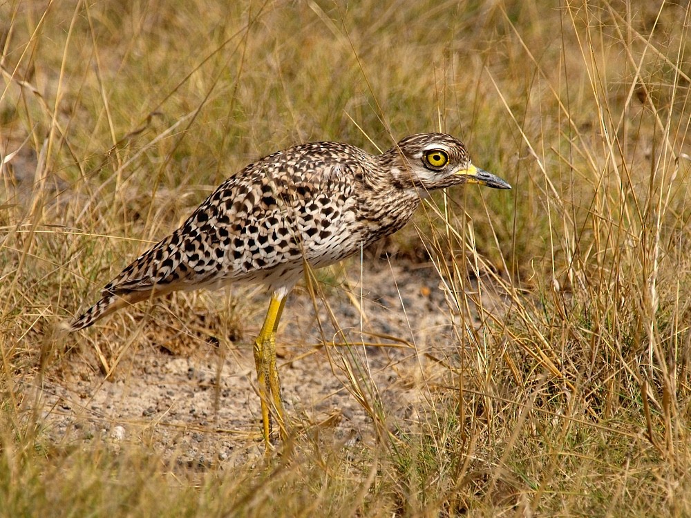 Spotted Thick-knee - ML204943601