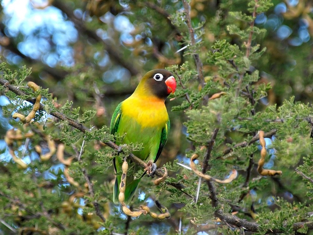 Yellow-collared Lovebird - Jesus Barreda