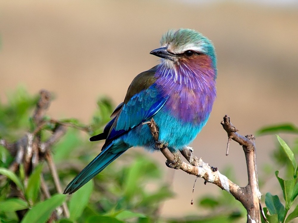 Lilac-breasted Roller (Lilac-breasted) - Jesus Barreda