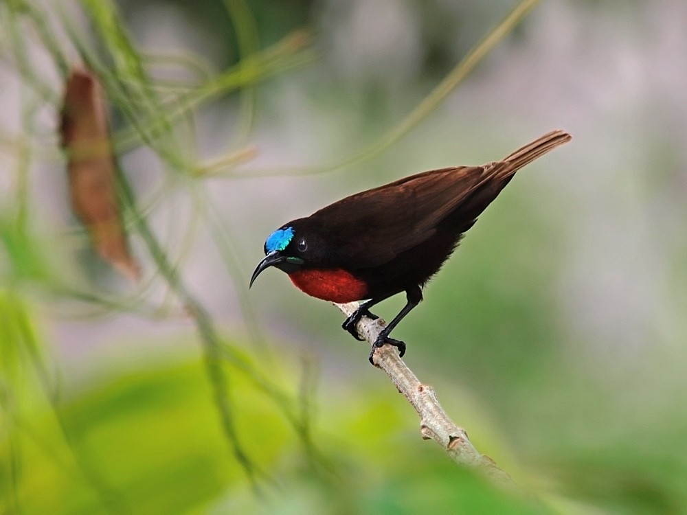 Scarlet-chested Sunbird - Jesus Barreda