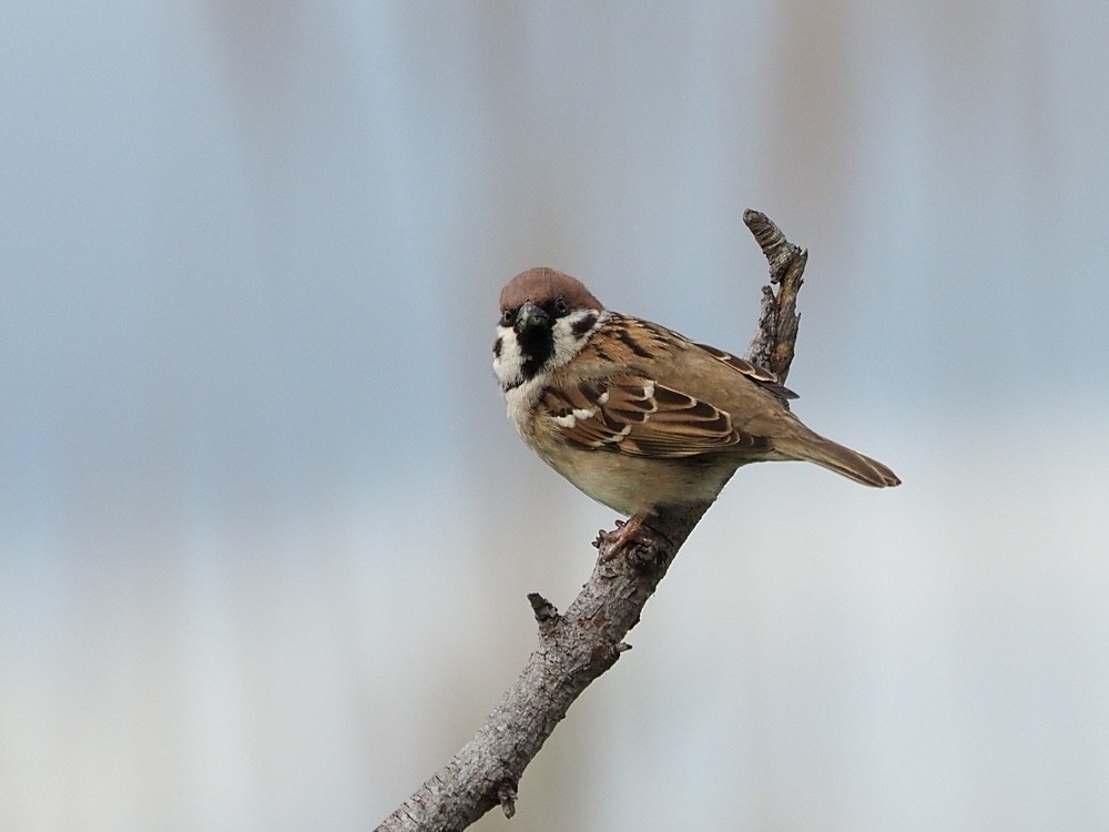 Eurasian Tree Sparrow - Jesus Barreda