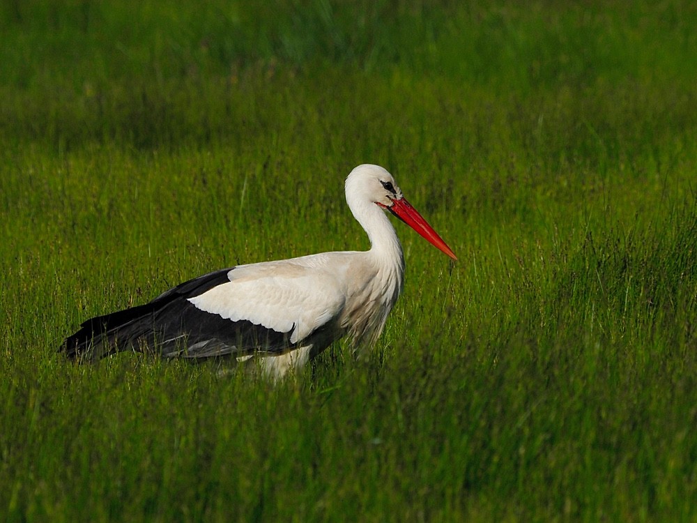 White Stork - Jesus Barreda