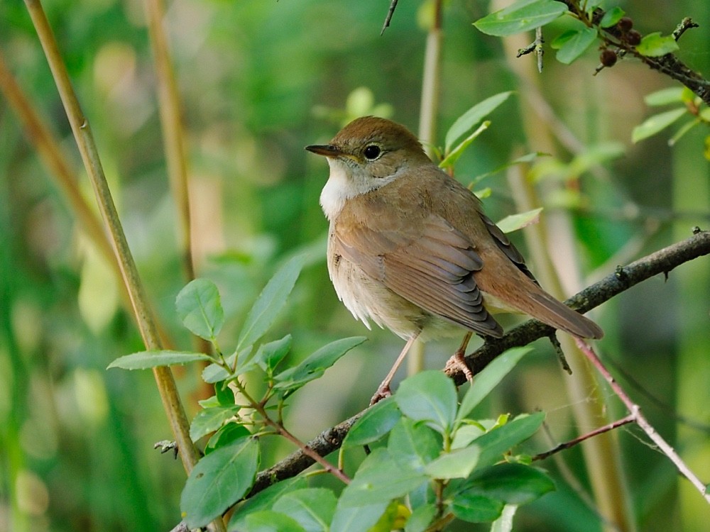 Common Nightingale (megarhynchos/africana) - Jesus Barreda