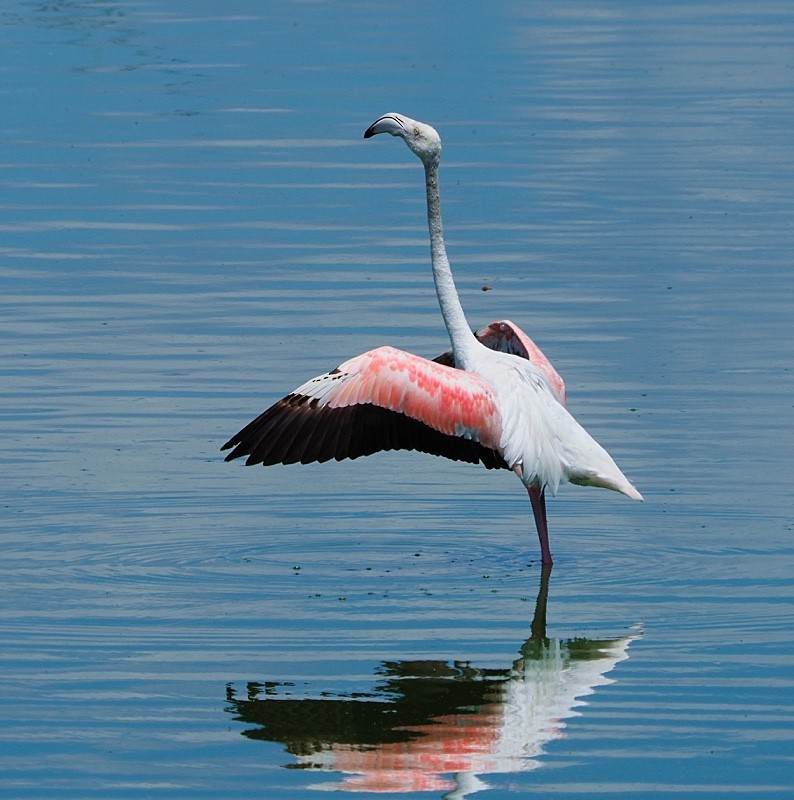 Greater Flamingo - Jesus Barreda