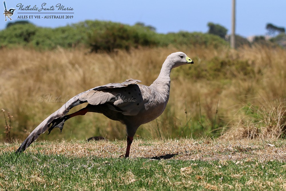 Cape Barren Goose - Nathalie SANTA MARIA