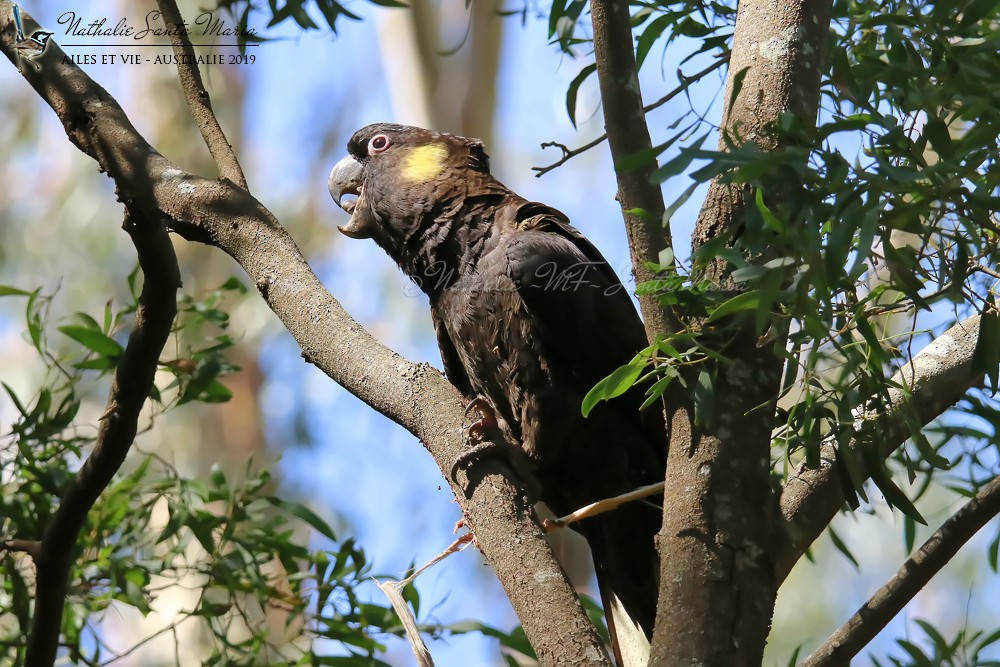 Yellow-tailed Black-Cockatoo - Nathalie SANTA MARIA