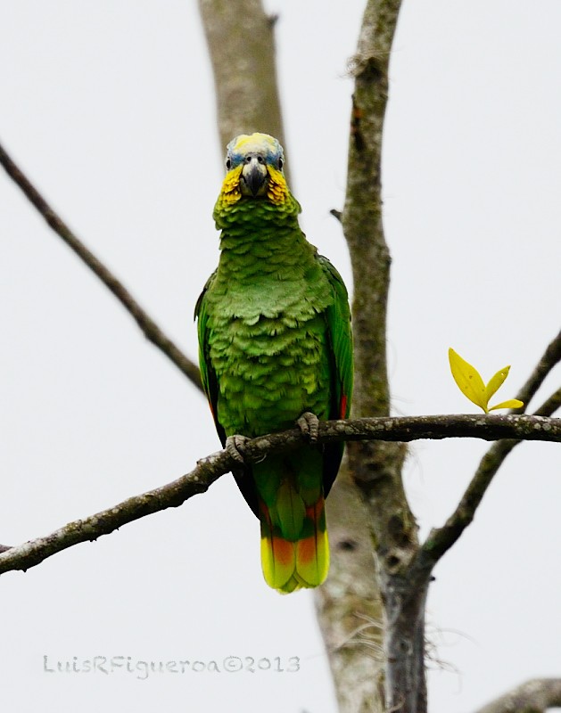 Orange-winged Parrot - Luis R Figueroa