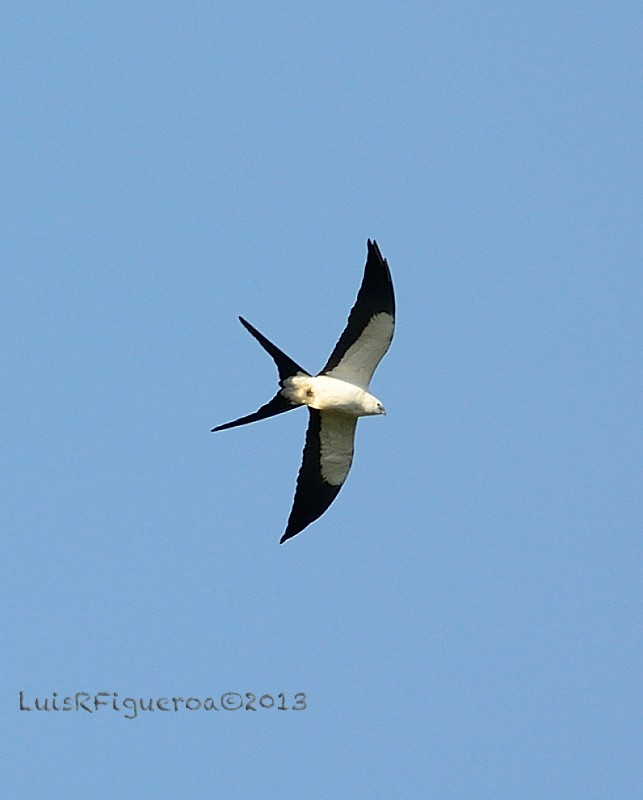 Swallow-tailed Kite - Luis R Figueroa