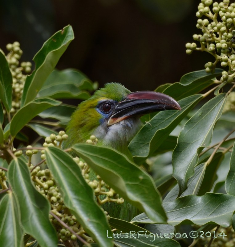 Groove-billed Toucanet (Groove-billed) - ML204945131