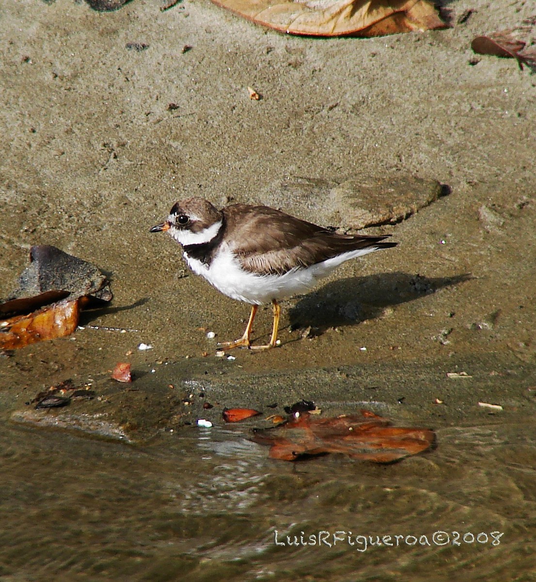 Semipalmated Plover - ML204945211