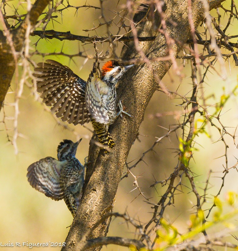 Striped Woodpecker - Luis R Figueroa